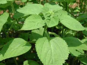 �������_��������Ĺ�Ч|�÷�����