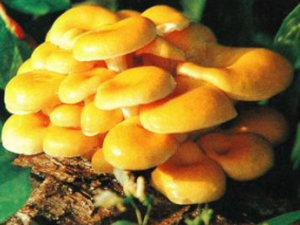 ��Ģ_��Ģ�Ĺ�Ч����|�÷�����