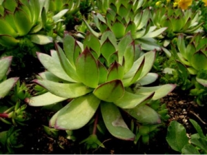 ʯ�Ͽ����Ĺ�Ч������ ʯ�Ͽ��������Ƚⶾ��