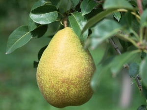 ѩ���Ĺ�Ч������ ѩ����ע������