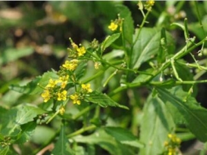 ����˵Ĺ�Ч������ �и����Գ��������