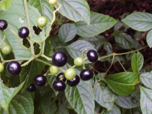 ����ݮ�Ĺ�Ч������ ����ݮ��ʹ���������