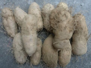 ë����Ӫ����ֵ ë����ô�������� ë����ʳ�÷���