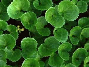 ��ѩ�ݵĹ�Ч������ ��ѩ��ȥ��ӡ��Ч��