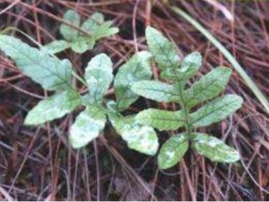 Ů��«�Ĺ�Ч������ Ů��«�ж���