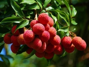 ���������С���� ������ʲôˮ����