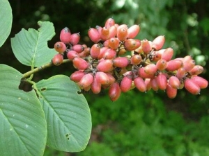 Ů����Ҷ�Ĺ�Ч������ Ů����Ҷ����Ӹ���۴���