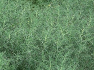 ��ë�˵�Ӫ����ֵ ��ë����ô��