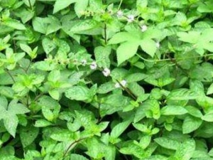 �ո��账�� �ո��蹦Ч �ո����������