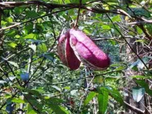 ţ���ӹ��Ĺ�Ч������ ţ���ӹ��ǰ��¹���