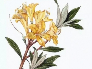 ������Ĺ�Ч������ �������ж��� ������Ͱ����������