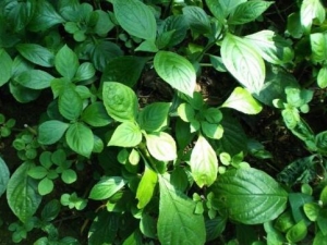 �Խ�Ҷ�Ĺ�Ч������ �Խ�Ҷ���÷�����