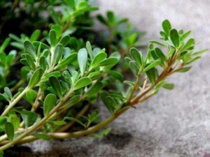 �����ȵĹ�Ч������ ���������ΰ׷���