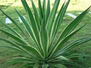 �����_������Ĺ�Ч|�÷�����