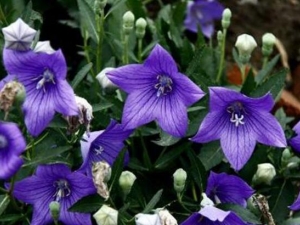 �۹����Ĺ�Ч������ �۹���������ʲô