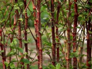 ���ȵĹ�Ч������ ���ȵ�ʳ�÷���