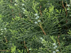 ��Ҷ������ ��Ҷ����Ч ��Ҷ����������