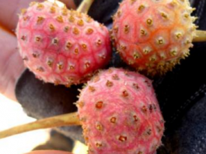 ����ӹ�_����ӹ��Ĺ�Ч��|�÷�����