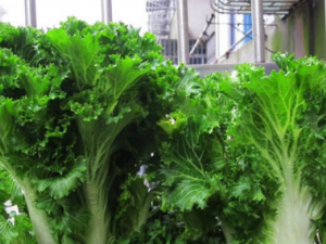 ���ڲ�_���ڲ˵Ĺ�Ч����|�÷�����