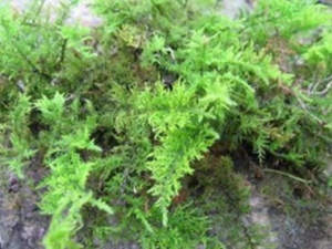 ����޺�Ĺ�Ч������ ����޺��ô���ĺ�