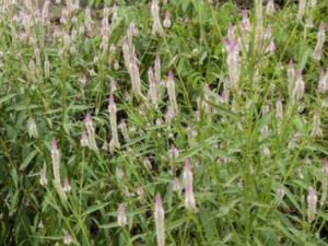 ���ڲ�_���ڲݵĹ�Ч����|�÷�����