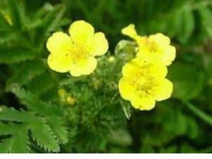 ������_�����ڵĹ�Ч����|�÷�����