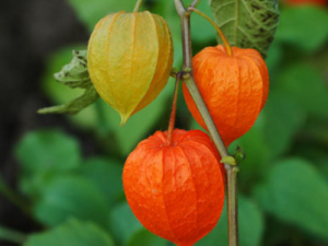 ������_�������Ĺ�Ч|��������