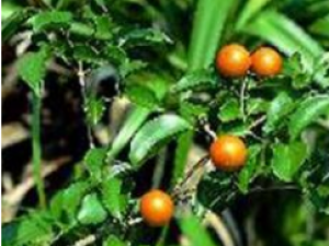 �¼���_�¼��ٵĹ�Ч|�÷�����