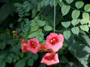 ������_�������Ĺ�Ч|�÷�����