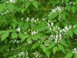 �����̶�_�����̶��Ĺ�Ч|�÷�