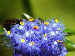 �����-����ݵĹ�Ч����|�÷�����