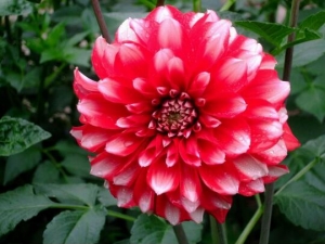 �������Ĺ�Ч������ �������ľ��ü�ֵ