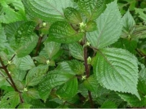 ��Ҷ�Ĺ�Ч������ ��Ҷ���ο�������