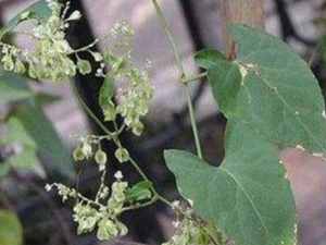 ����˿�Ĺ�Ч������ ����˿���η纮��