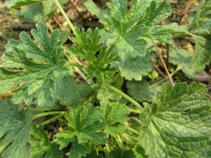 ������ĸ�账�� ������ĸ�蹦Ч ������ĸ��Ӽ�