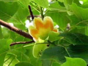 ����Ƥ�Ĺ�Ч������ ����Ƥ���ٴ�Ӧ��