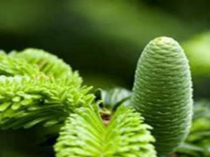 Ť���ٵĹ�Ч������ Ť���ٵı��淽��