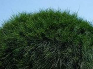 ��ͷ���Ĺ�Ч���� ��ͷ����ҩ�ü�ֵ