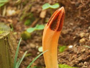 ���ʵĹ�Ч���� ���ʵ�ҩ�ü�ֵ