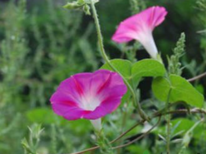 �׳�Ĺ�Ч���� �׳��ҩ�ü�ֵ