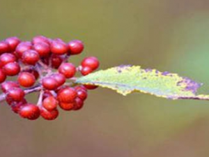 ����ȭ�Ĺ�Ч���� ����ȭ��ҩ�ü�ֵ