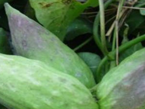 �콬�ǵĹ�Ч���� �콬�ǵ�ҩ�ü�ֵ