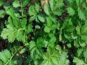 �����ݵĹ�Ч���� �����ݵ�ҩ�ü�ֵ