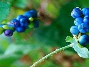 �����Ĺ�Ч���� ������ҩ�ü�ֵ