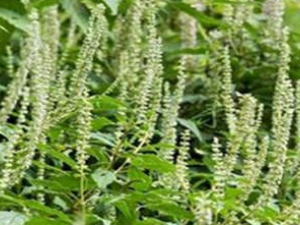 ����޸�Ĺ�Ч���� ����޸��ҩ�ü�ֵ