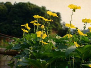 ˿ϻĹЧ  ˿ϻҩüֵ