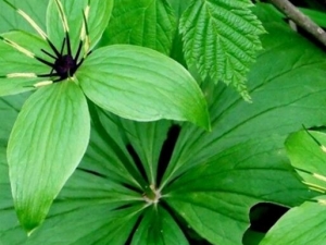 �ݺӳ��Ĺ�Ч������ �ݺӳ����� �ݺӳ���ҩ�ü�ֵ