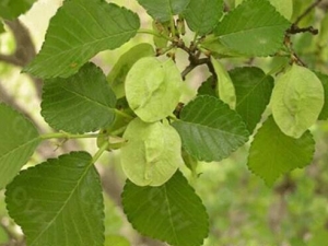 ����Ĺ�Ч������