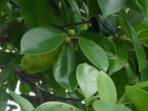 ����ɽ���ӵĹ�Ч������ ����ɽ���ӵĸ�������