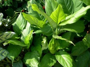 ��������Ĺ�Ч������ ����������Է��˽���